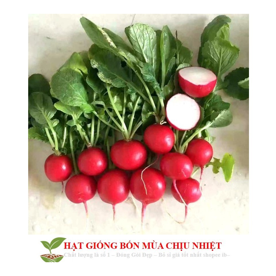 MJ32C GÓI 30 hạt CỦ CẢI ĐỎ MINI