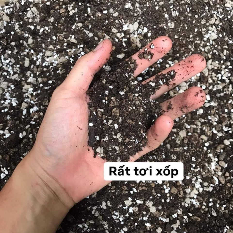 Đá bọt PUMICE trồng lan, sen đá, cây cảnh