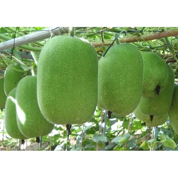 Hạt Giống Bí Xanh Đài Loan - 10 Hạt