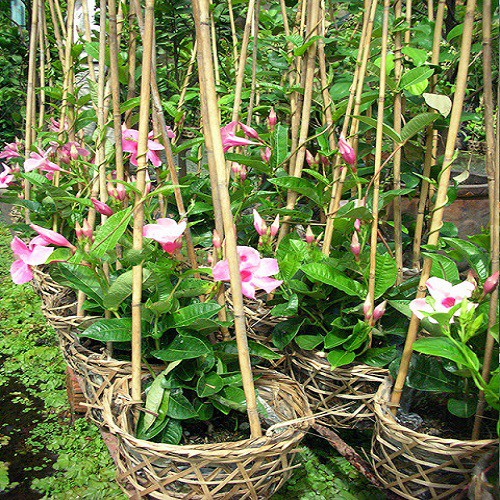 Cây hoa hồng anh leo giàn đang ra hoa