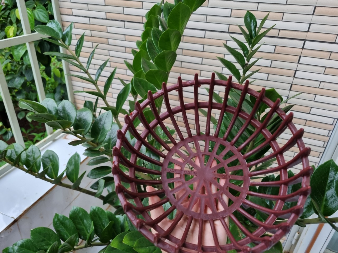 [Giá hủy diệt] chậu quả bí trồng lan đủ size
