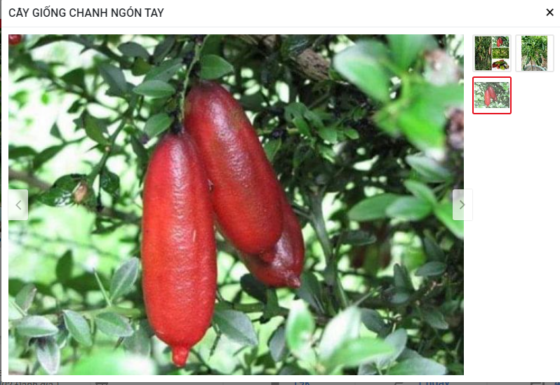 Cây giống chanh ngón tay