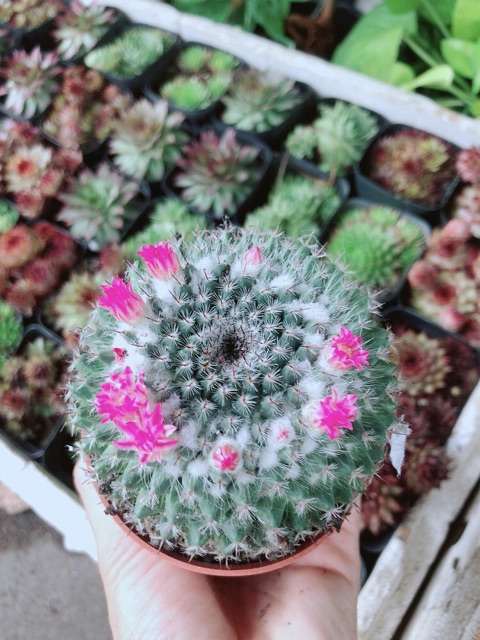 Cây Xương Rồng Nở Bông