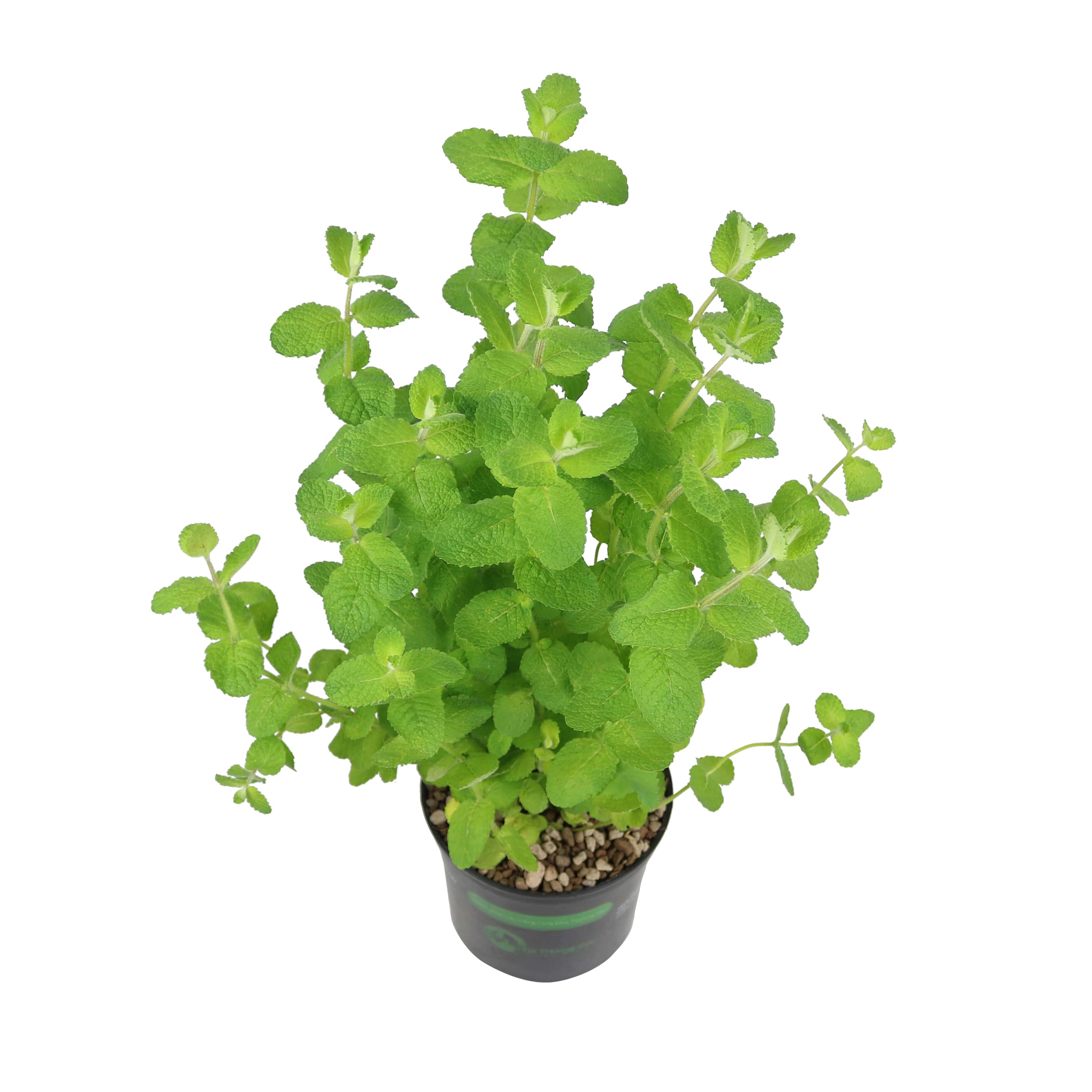 Cây gia vị | Bạc hà táo | Apple Mint
