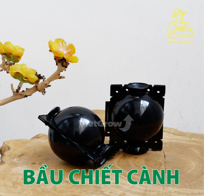 [HCM]Combo 3 Bầu chiết cành Croco - Size S (5cm), Màu Đen