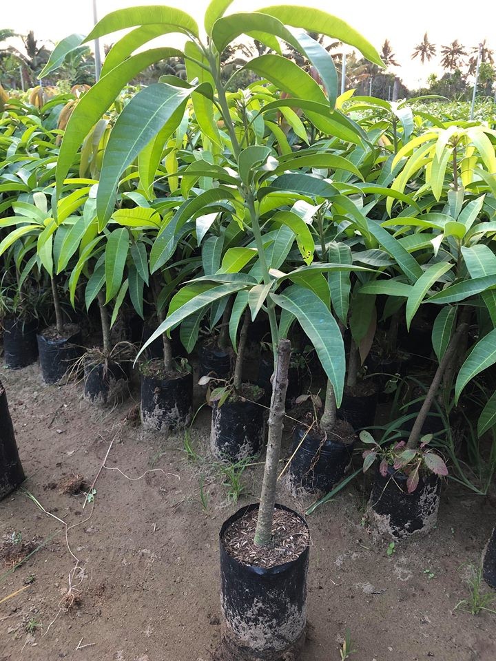 Cây giống XOÀI THÁI miền nam - Giống chuẩn F1 - Siêu sai quả ngon, ngọt