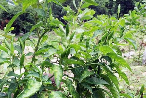 ớt chim rừng mùa 2021