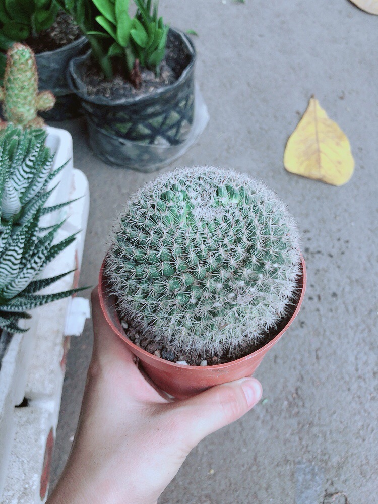 Xương Rồng Bánh Sinh Nhật Lớn