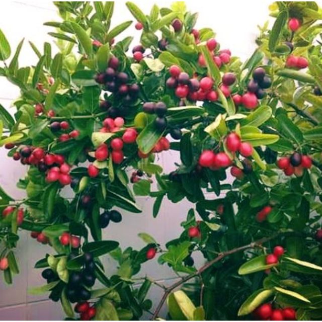 Cây Siro Sa Đéc lớn