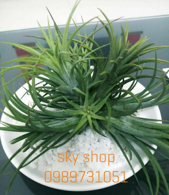 CÂY KHÔNG KHÍ SIÊU TO