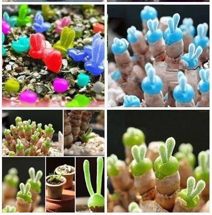 Hạt giống tai thỏ kute mix nhiều màu - 1 gói 50 hạt