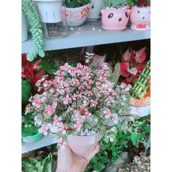 Chậu cây đô la hồng