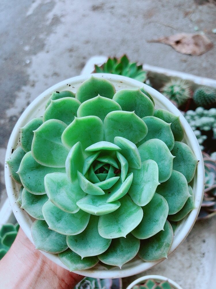 Sen Đá Xanh Cánh Cứng