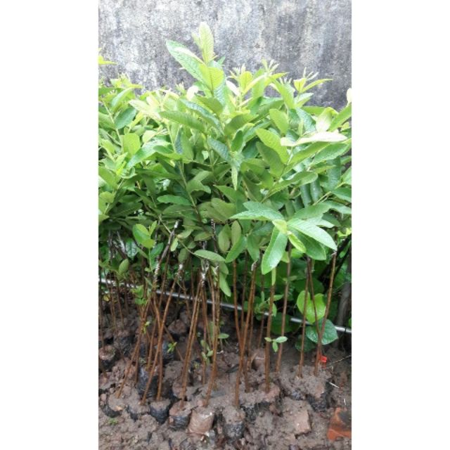 Cây dổi ghép có quả sau 2 năm trồng + tặng3 cây giống chè xanh