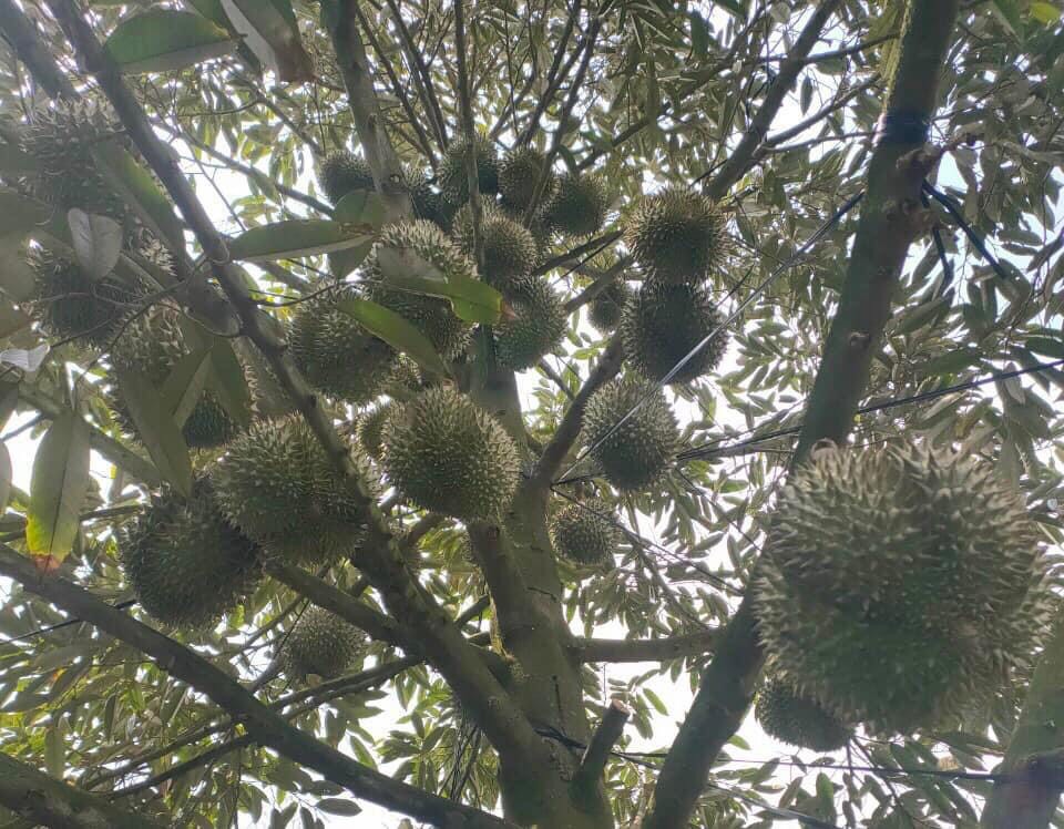 Phân bón SIÊU ĐẬU TRÁI SẦU RIÊNG