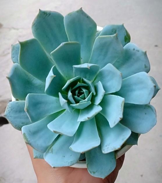 Sen Đá Ngọc Trinh -  Chậu To