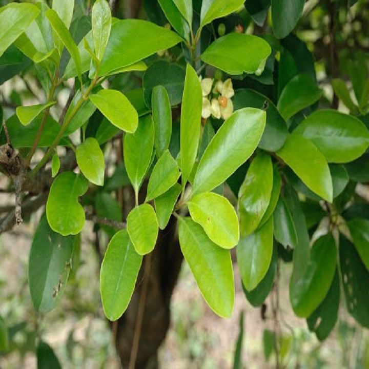 CÂY GIỐNG CÂY QUẢ DỌC CHUA