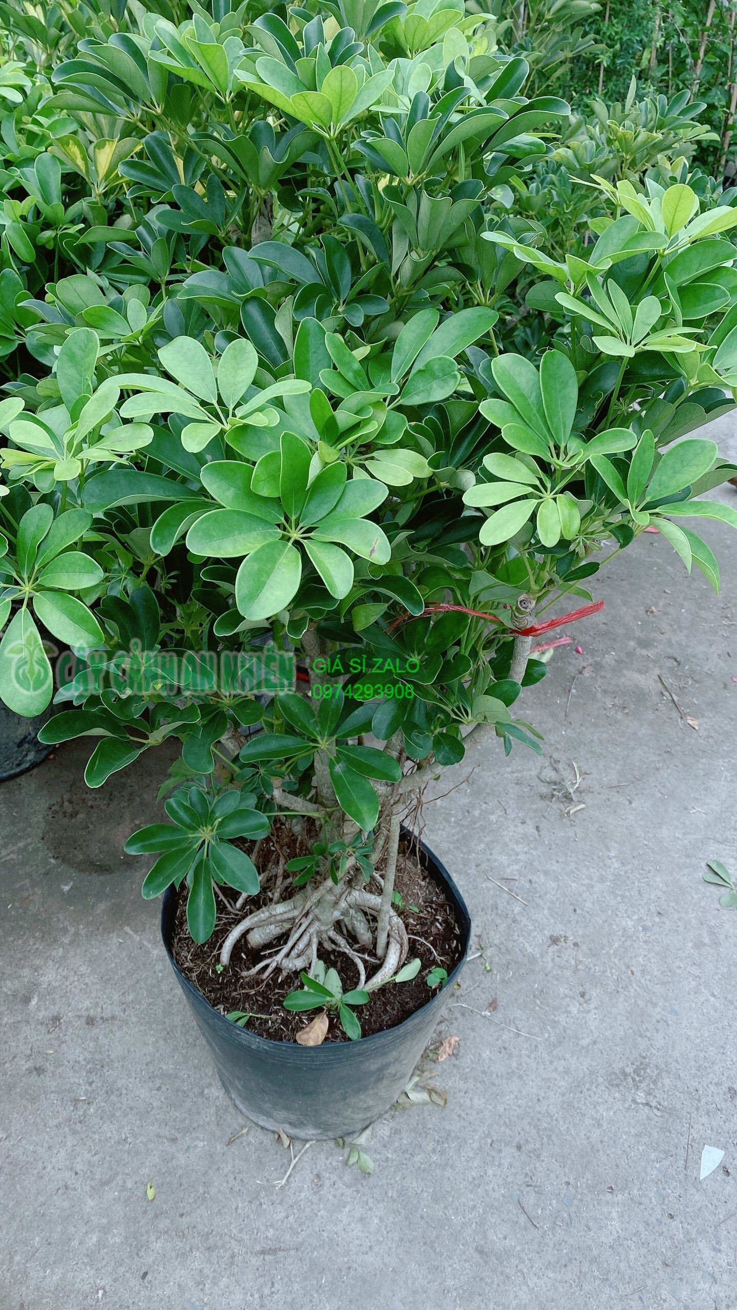 Cây ngũ gia bì lớn