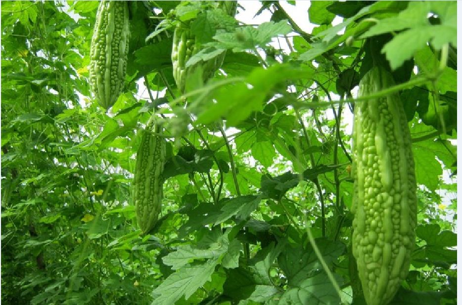 Hạt giống mướp đắng-10 hạt