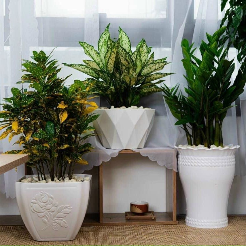 Combo 3 Chậu hoa lục bình nhựa trắng 21cm