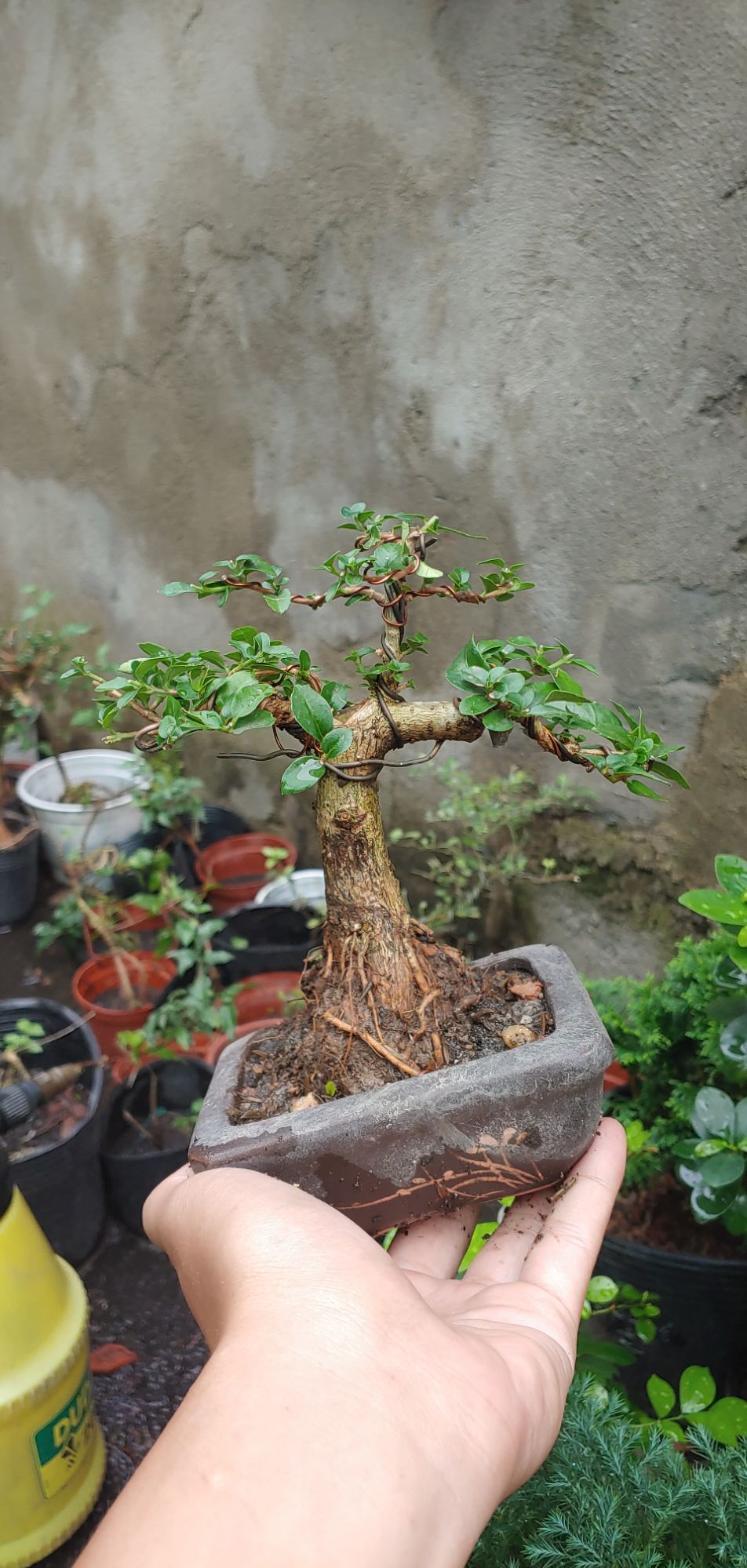Sam hương mini gốc cỡ ngón tay
