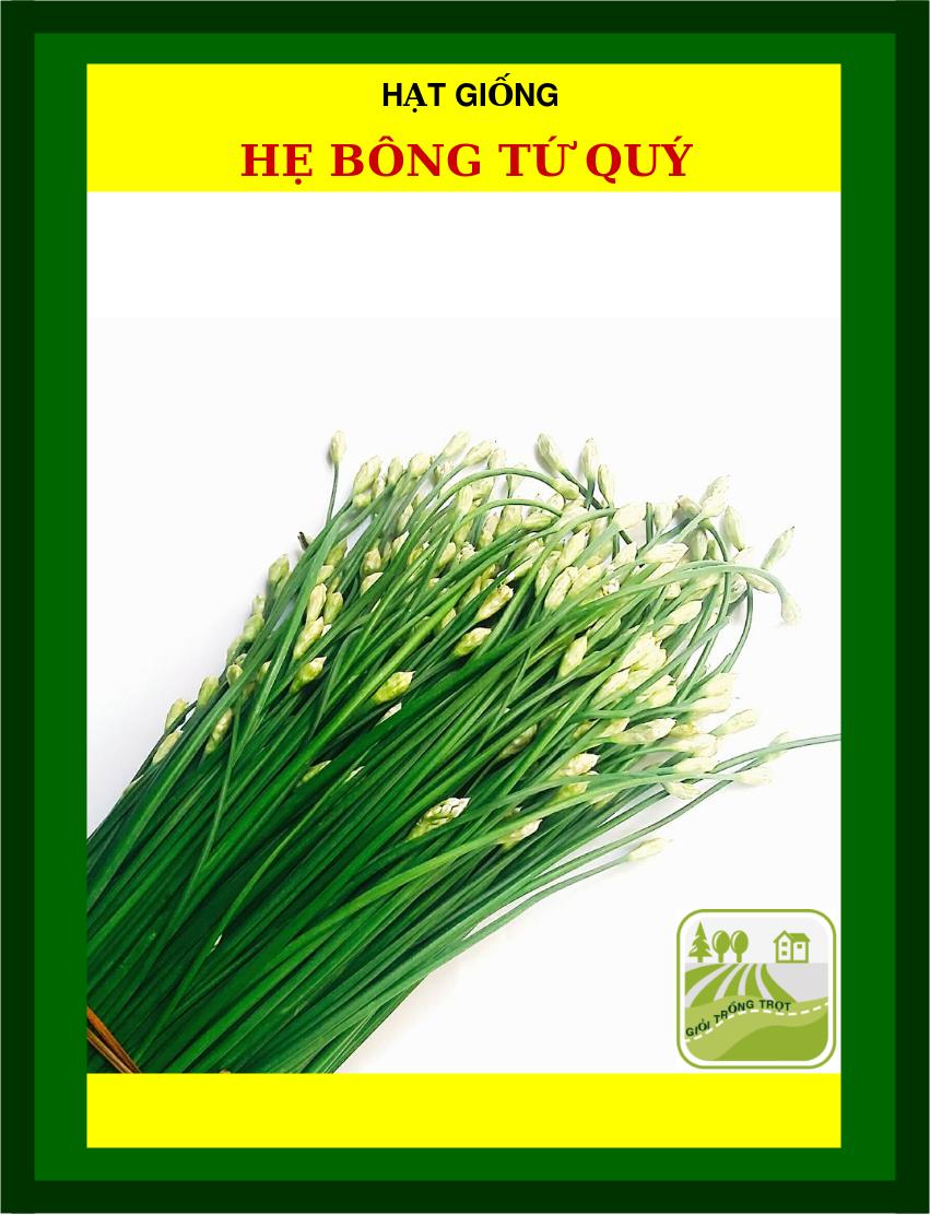 Hạt Giống Hẹ bông Tứ Quý - 600 Hạt