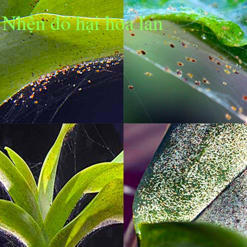 Thuốc sinh học đặc trị, diệt trừ nhện đỏ