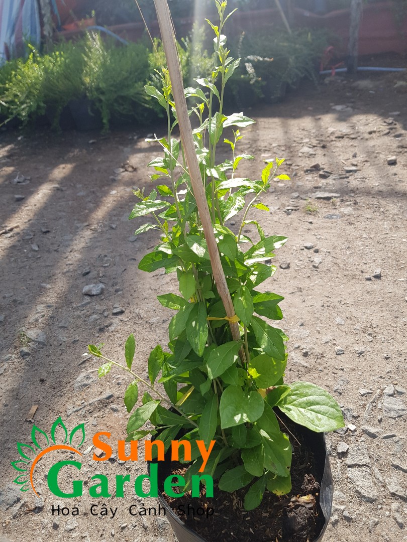 Cây Giống Cúc Tần Ấn Độ, Cao 20-30cm