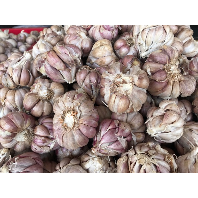 Tỏi tím đà lạt hàng loại 1