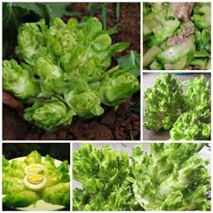 50 hạt giống rau cải mầm đá