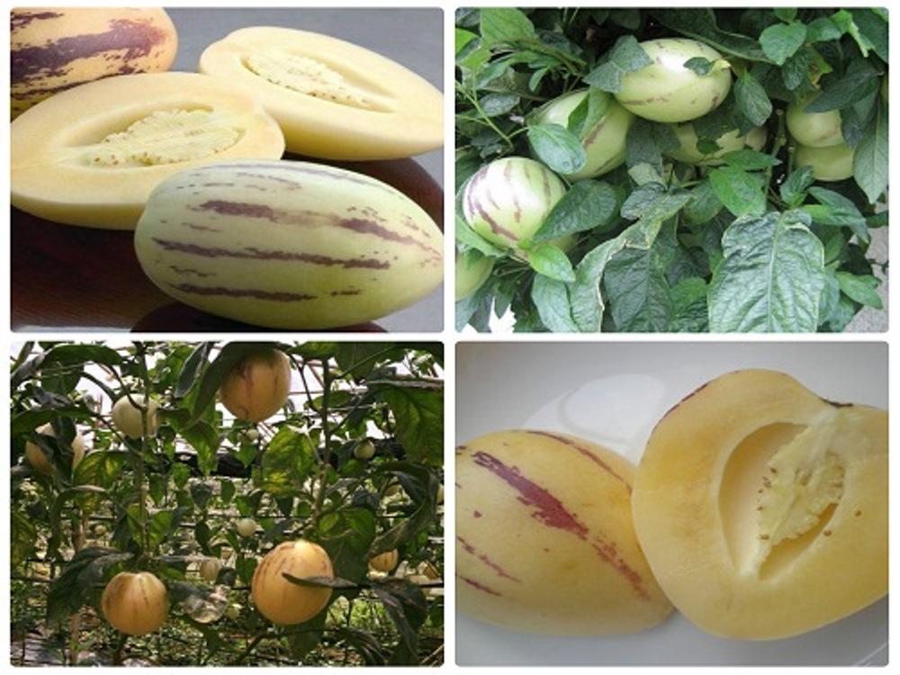 Hạt giống dưa  PEPPINO