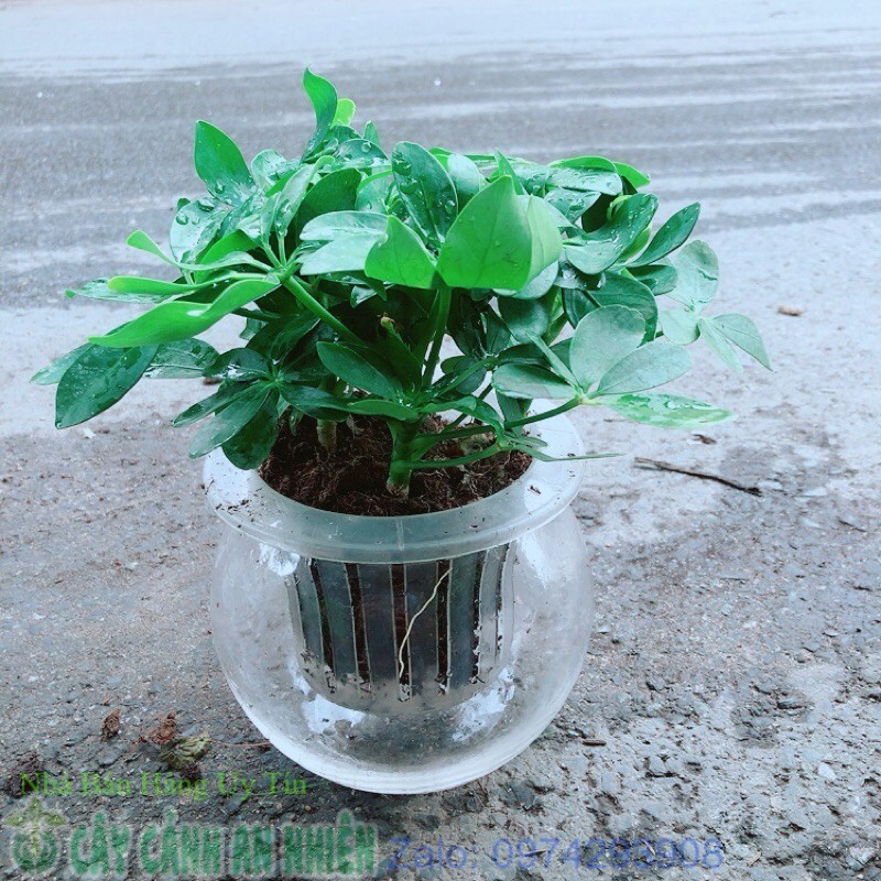 Ngũ gia bì trồng thuỷ sinh