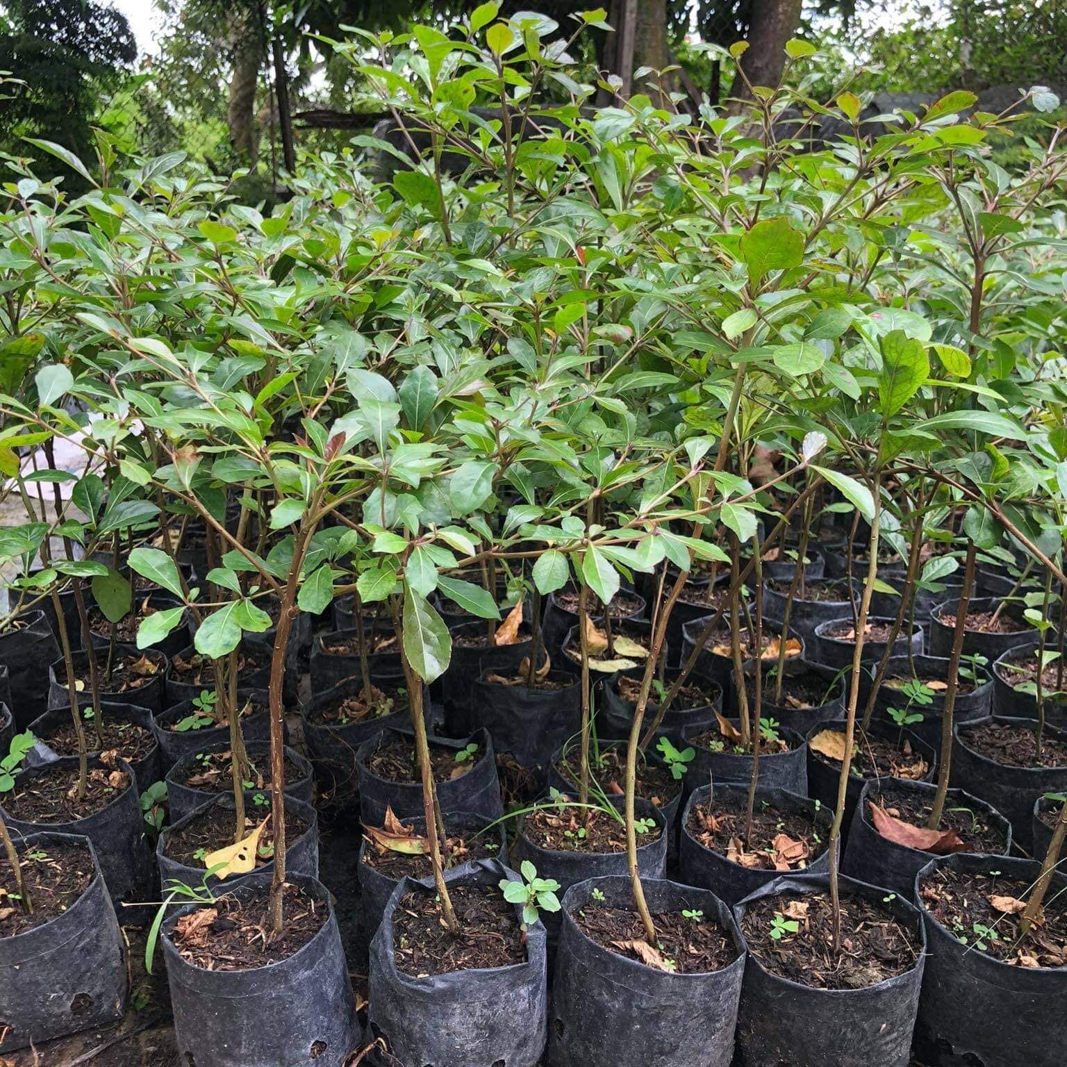 Giống cây bàng đài loan, cây cao 40cm