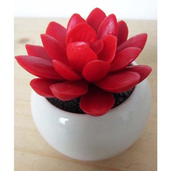 100 hạt giống sen đá kim cương