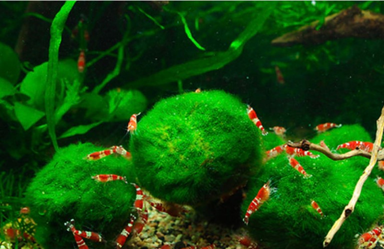 1 Viên tảo cầu may mắn Mossball (Marimo)