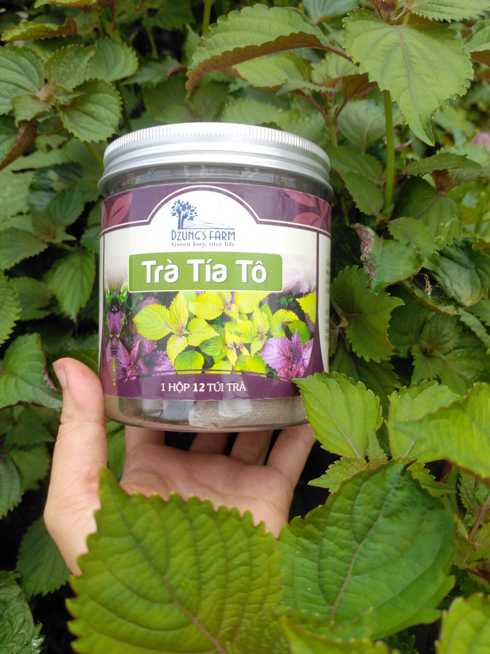 Trà Tía Tô Túi Lọc (hộp 12 túi)