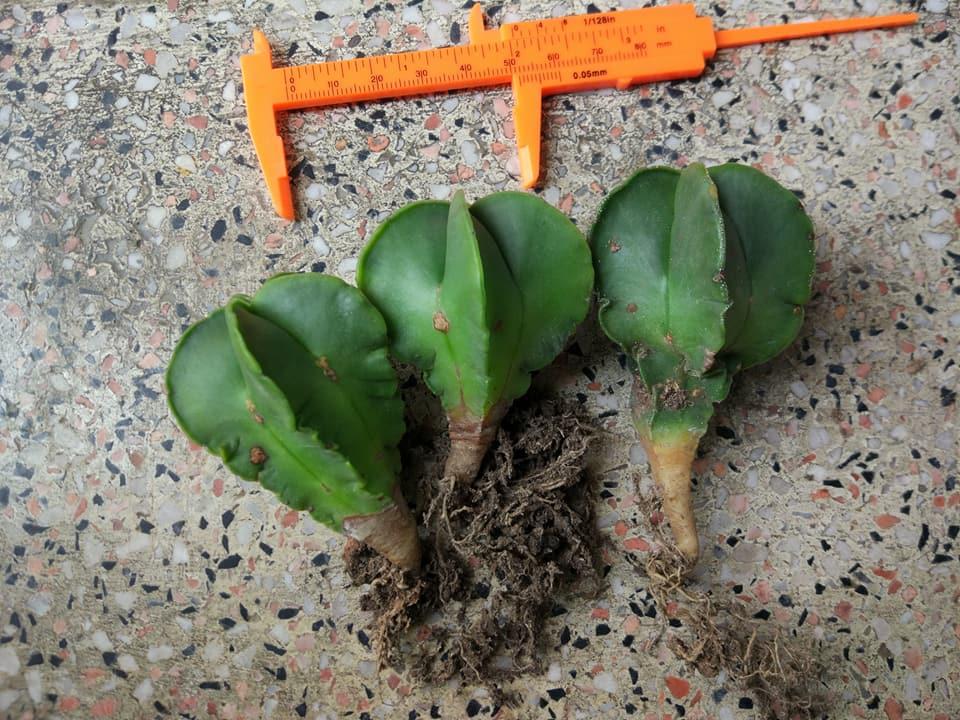 Hạt Giống Xương Rồng Astro ( 20 hạt gói )