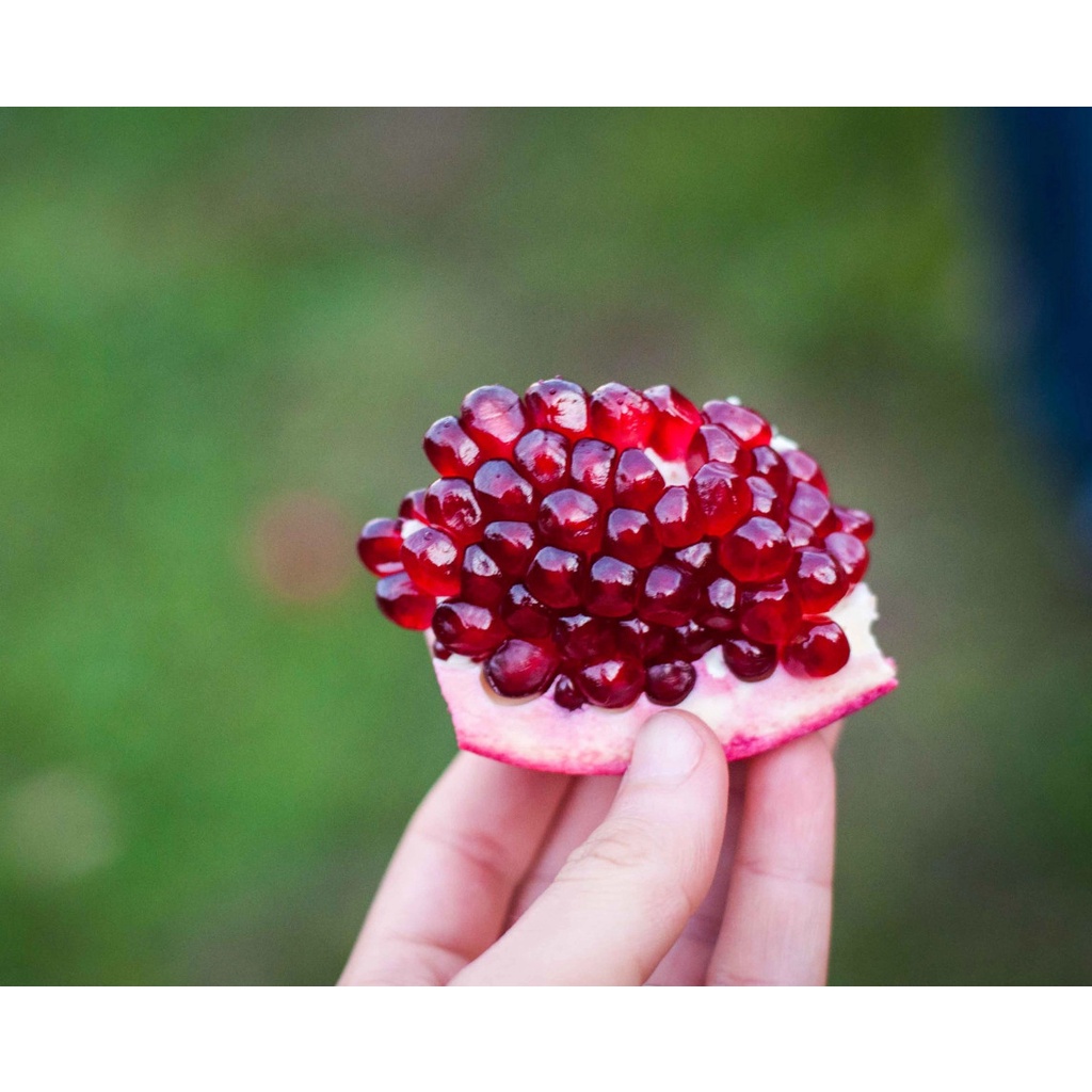 Cây lựu lùn Ấn Độ giống (Trồng chậu)