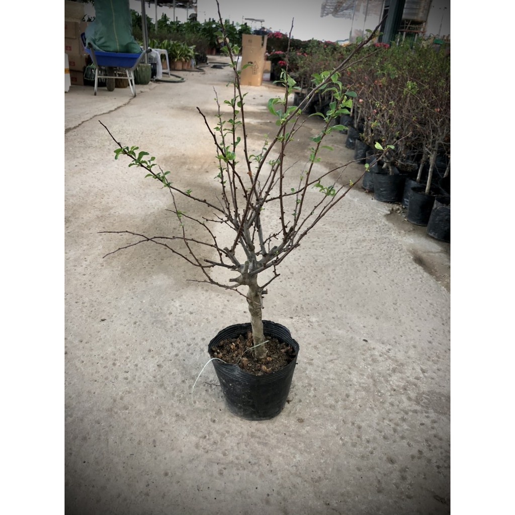 Cây mai đỏ Nhật Bản Loại 1 cao 60cm (ảnh thật số 2).
