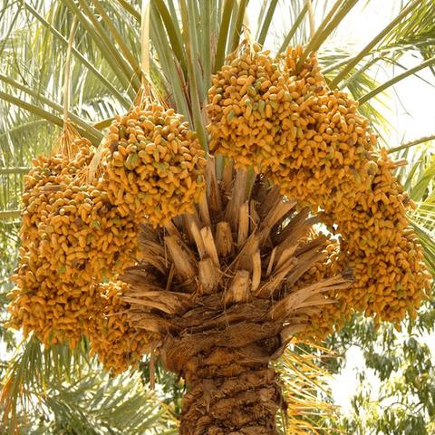 500gr Chà Là Ai Cập Sấy Dẻo NATURAFOOD