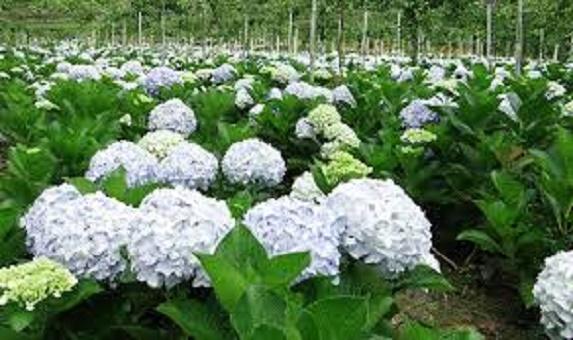 Hạt giống hoa Cẩm tú cầu (10 hạt)