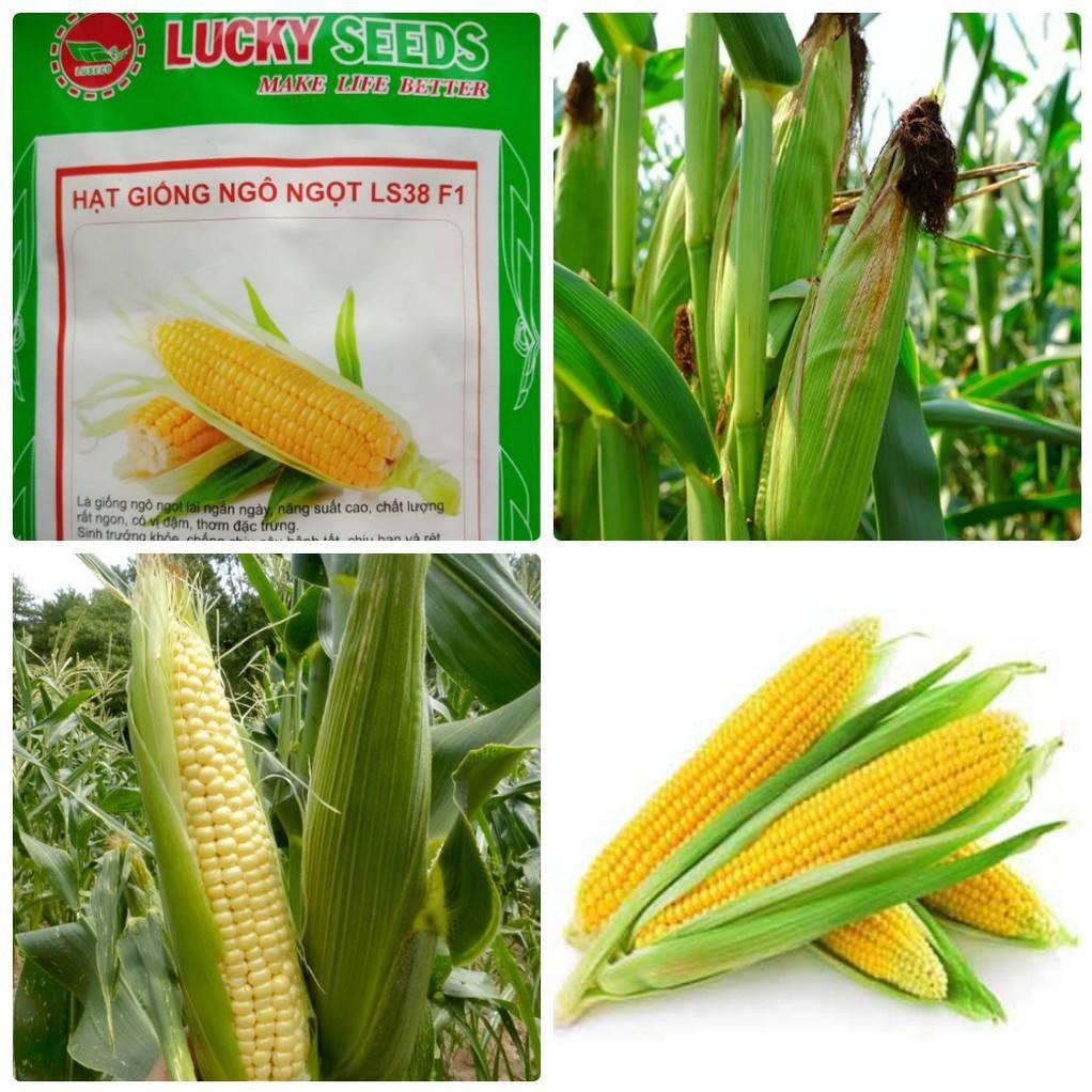 Hạt Giống Ngô Ngọt Vàng Thái Lan (30/gói )