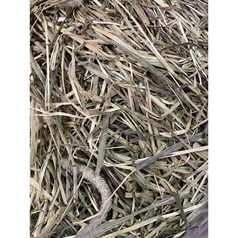 Cỏ Timothy các loại cho Guinea Pig (bọ ú, chuột lang)