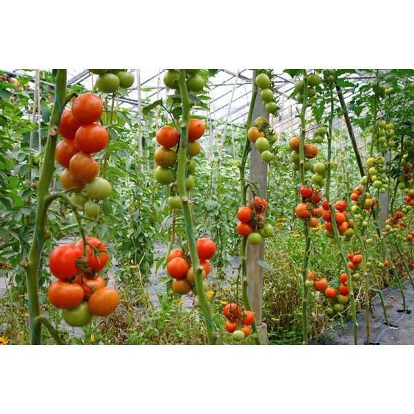 Hạt giống Cà chua TN-13