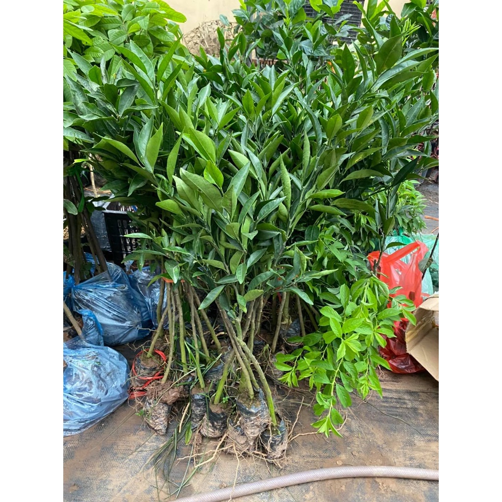 Cây giống quýt đường