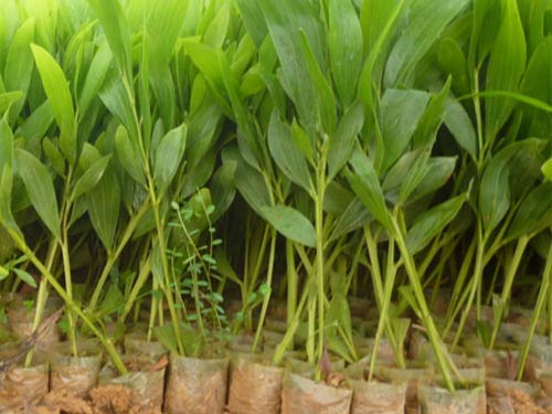 Hạt giống cây keo lai trồng rừng