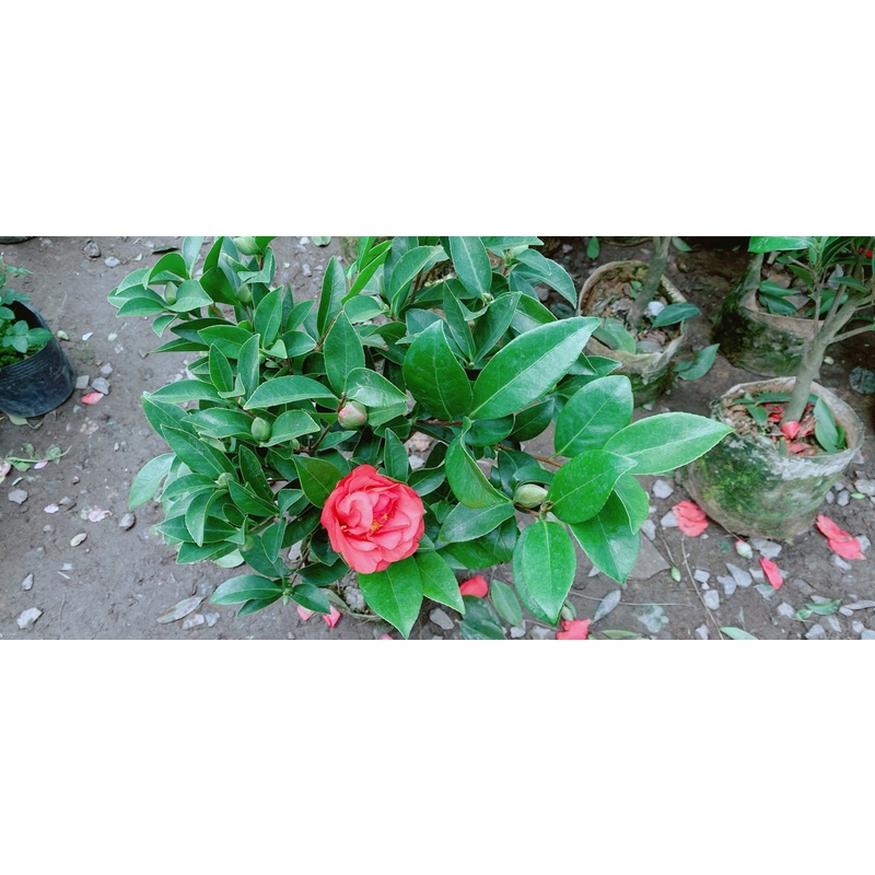 Cây Hoa Trà My Hoa Đỏ Size Nhỏ