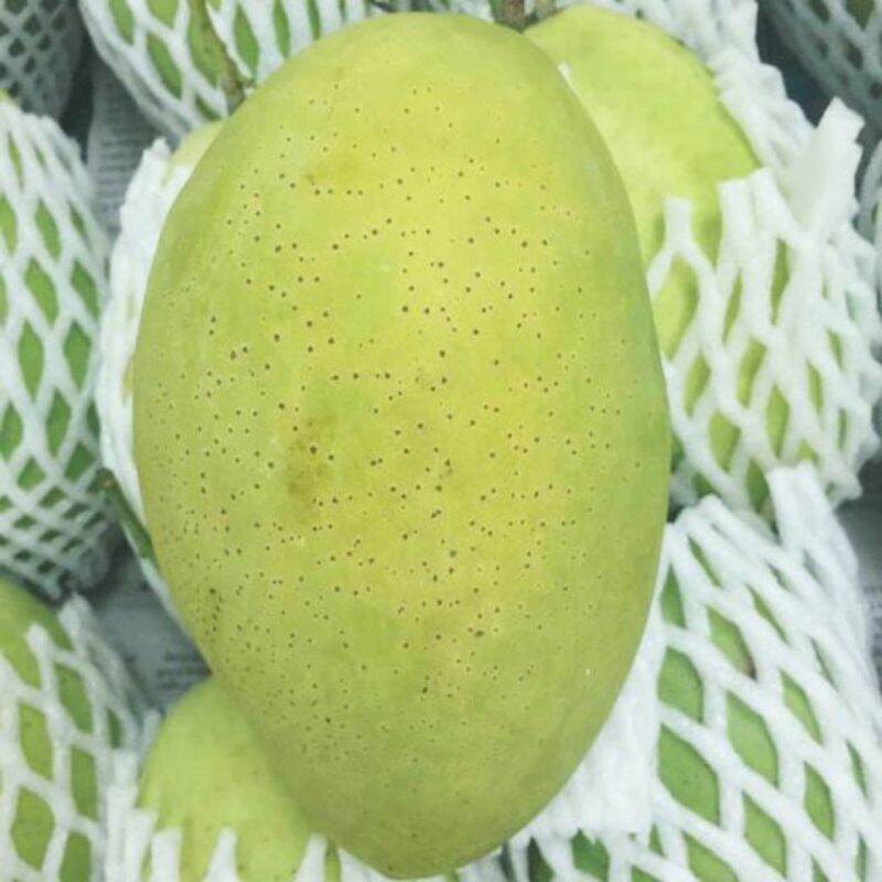 Cây giống XOÀI cát hòa lộc siêu sớm (có thể trồng chậu)