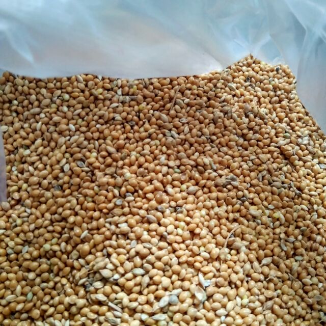 1kg Hạt kê vàng nguyên vỏ