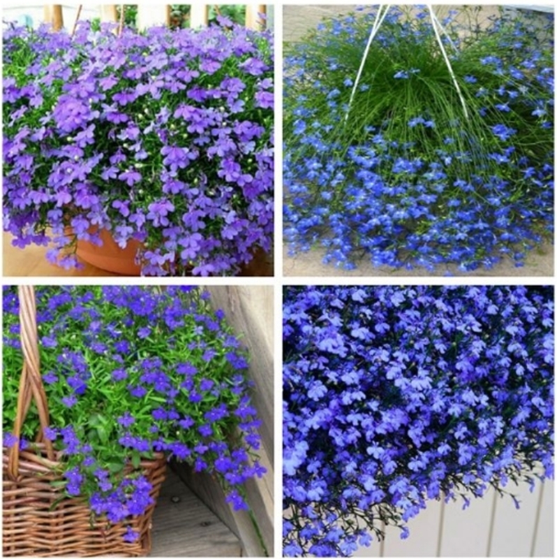 Hạt giống hoa Lobelia mix
